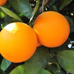 Bahianina Oranges