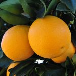Palmer Oranges