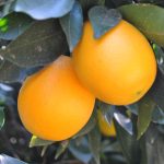 Rustenburg Oranges